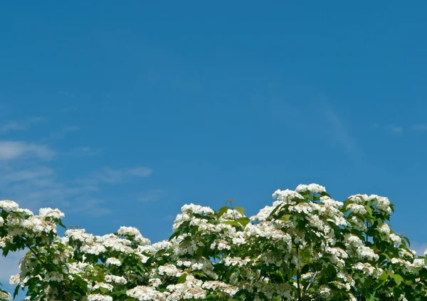 白い花ガマズミ属の木 — ストック写真