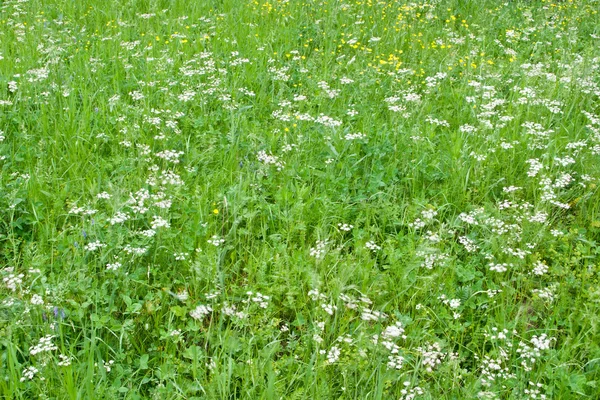 stock image Grass and wildflowers