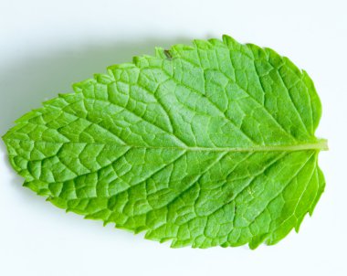 Fresh mint leaves clipart