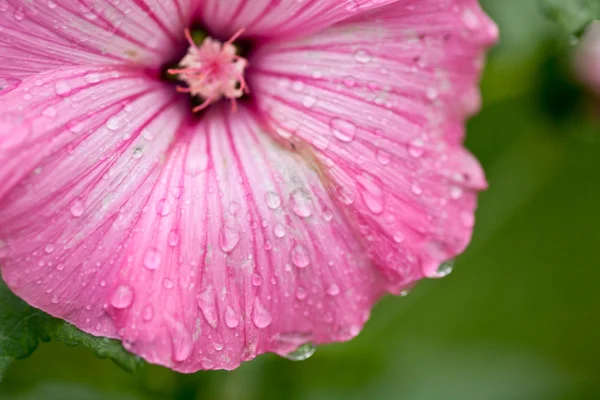 stock image Pink flower