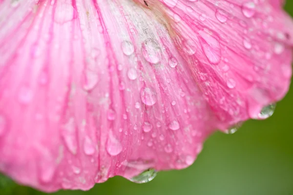 Pinkki kukka — kuvapankkivalokuva