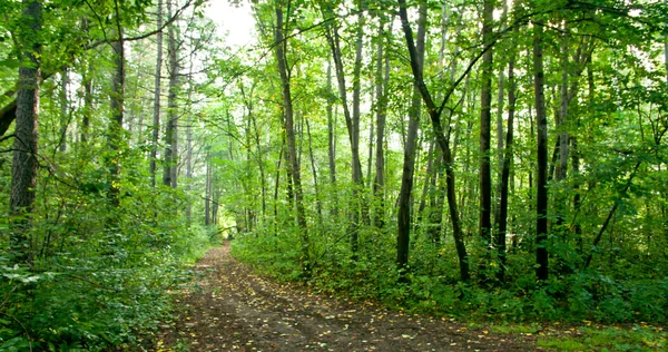 stock image Forest landscape