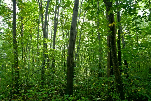 Paesaggio forestale — Foto Stock