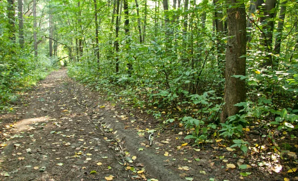 stock image Forest landscape