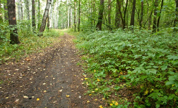 stock image Forest landscape