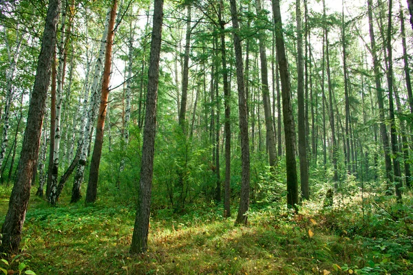 stock image Forest landscape