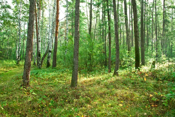 Forest landscape — Stock Photo, Image