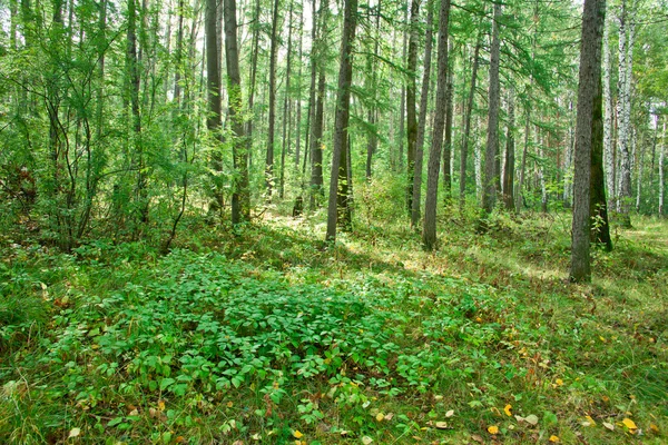 Bosque paisaje —  Fotos de Stock
