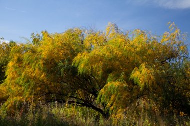 Willow sonbahar yaprakları