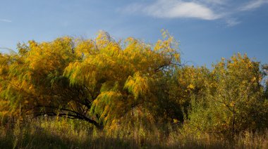 Willow sonbahar yaprakları