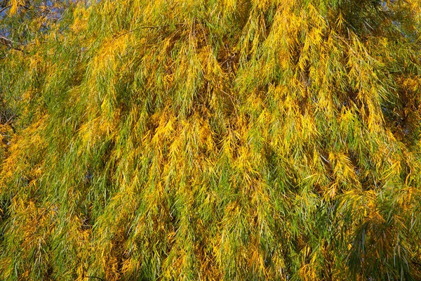 stock image Willow leaves in autumn