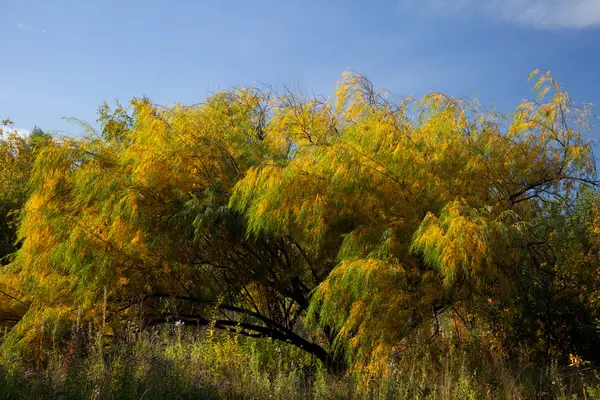 Willow listí na podzim — Stock fotografie