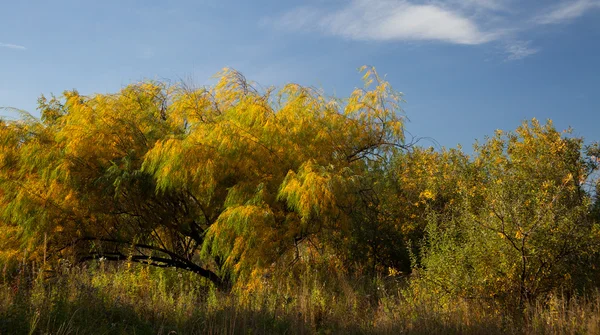 Willow bladen på hösten — Stockfoto