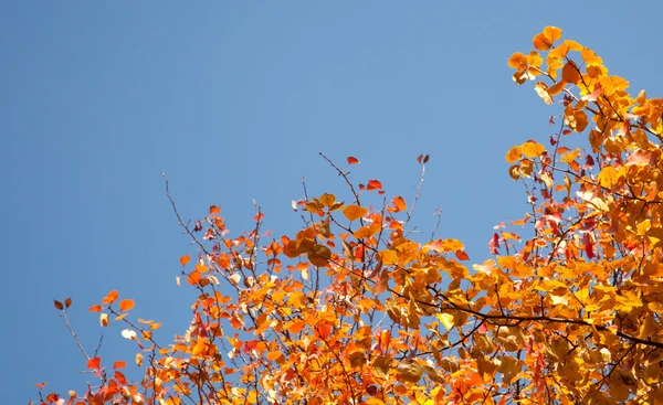 Heldere herfst gebladerte — Stockfoto