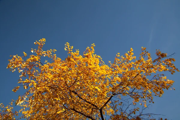 Jasny jesień liści — Zdjęcie stockowe