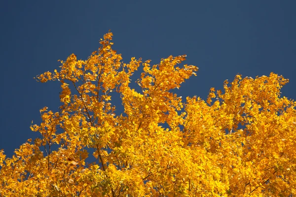 Bright autumn foliage — Stock Photo, Image