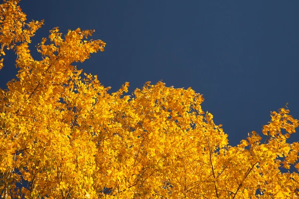 Světlé podzimního listí — Stock fotografie