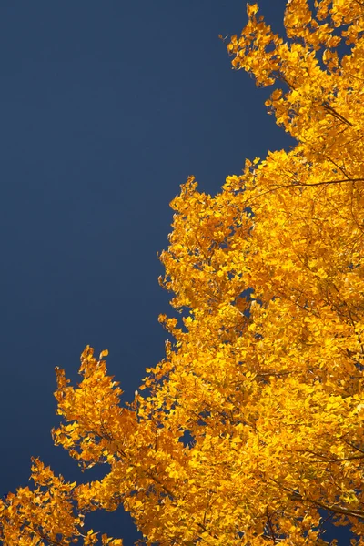 Světlé podzimního listí — Stock fotografie