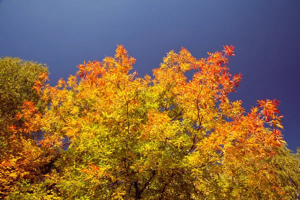 Яркая осенняя листва — стоковое фото