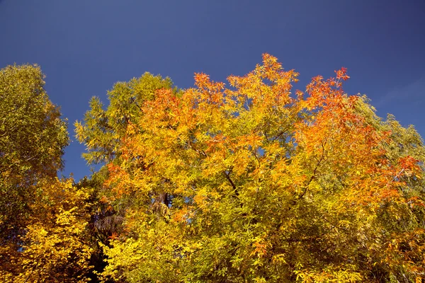 Яскраві Осіннє листя — стокове фото