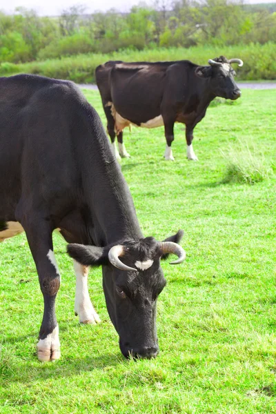 Vacas pastando — Foto de Stock