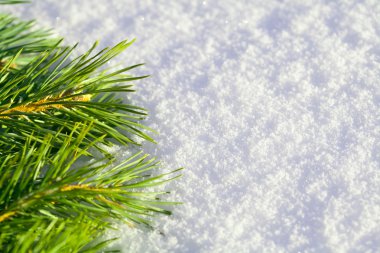 Pine needles on snow clipart