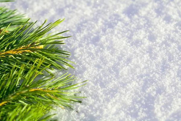 Agujas de pino sobre nieve — Foto de Stock