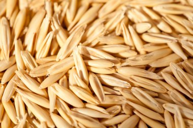 Seeds of oats clipart