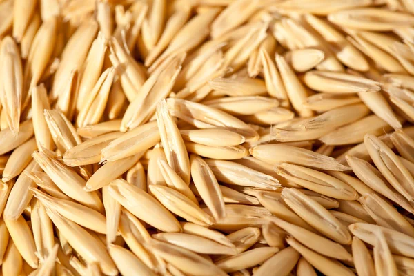 Seeds of oats — Stock Photo, Image