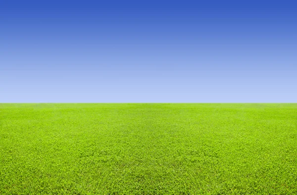 Зеленый луг — стоковое фото