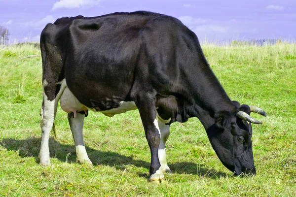 Корова випасу — стокове фото