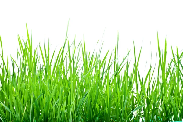 Halme aus grünem Gras — Stockfoto