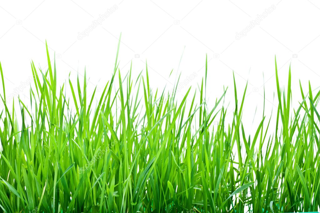 Stalks of green grass