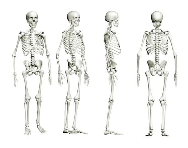 Esqueleto aislado — Foto de Stock