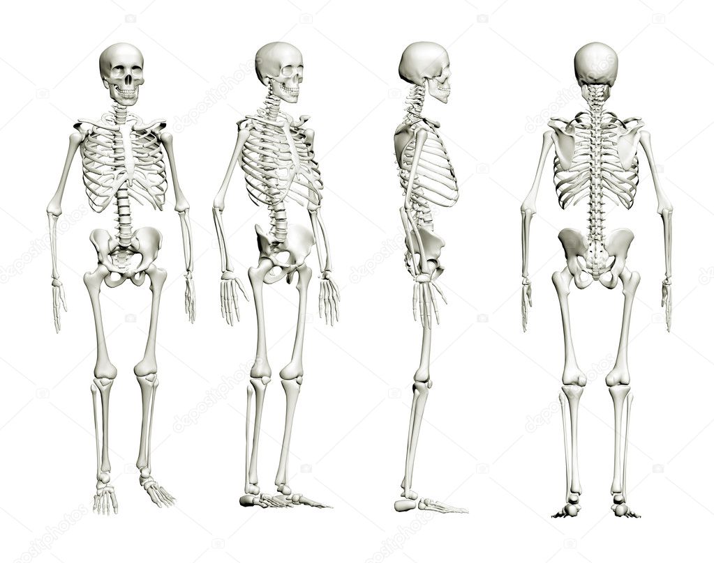 Skeleton isolated