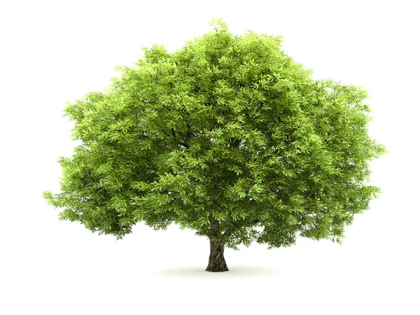 Ayrı Ağaç — Stok fotoğraf