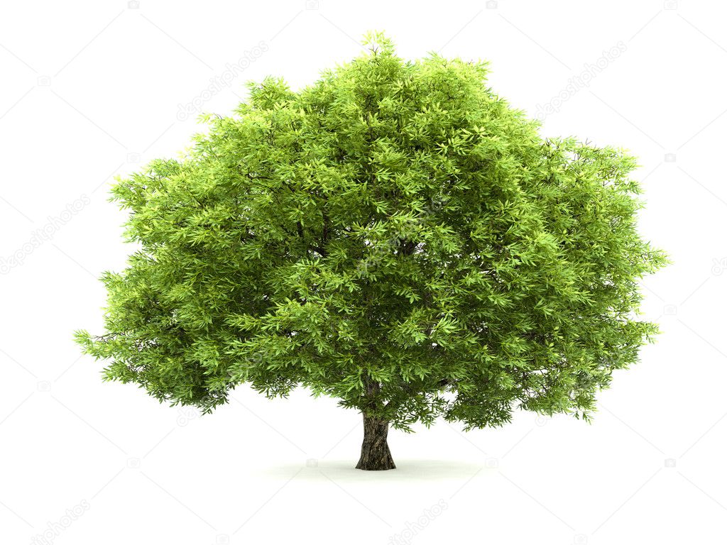 Tree isolated