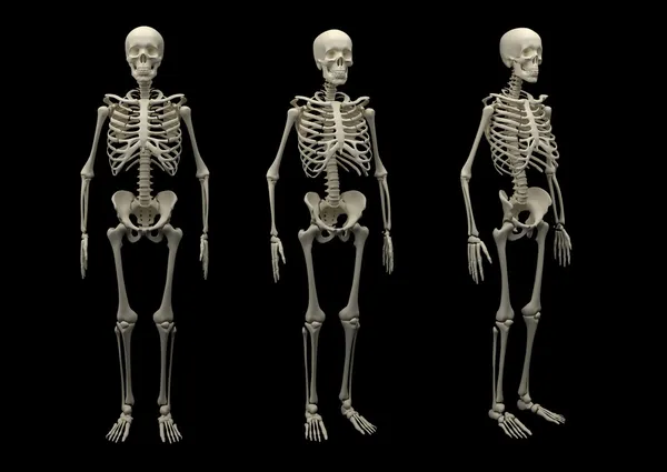 Esqueleto isolado — Fotografia de Stock