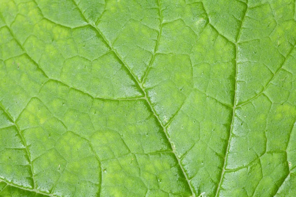 Textura de la hoja verde —  Fotos de Stock