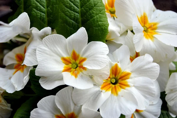 Çuha çiçeği — Stok fotoğraf