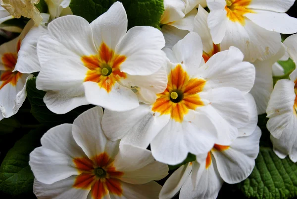 Çuha çiçeği — Stok fotoğraf