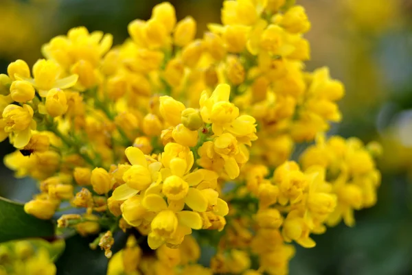 stock image Yellow flowers