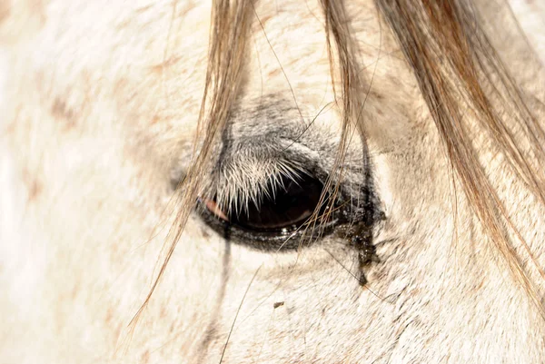Oog van een paard — Stockfoto