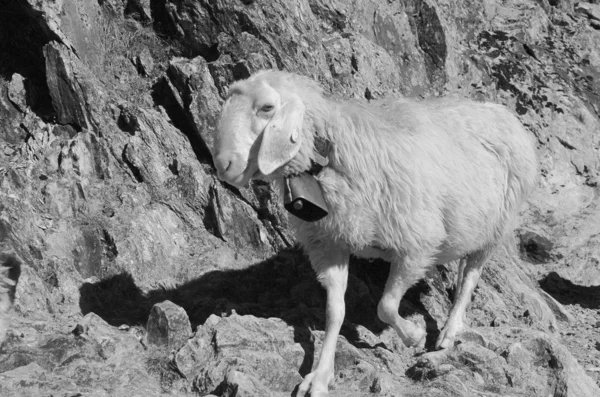 Migration von Schafen — Stockfoto