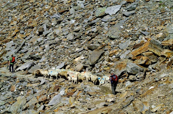 Migration von Schafen — Stockfoto