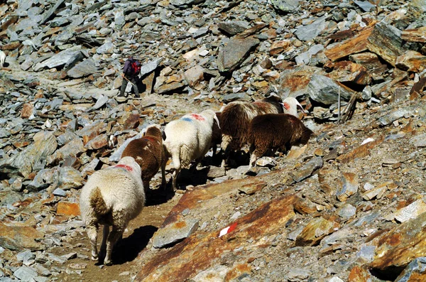 Migratie van schapen — Stockfoto