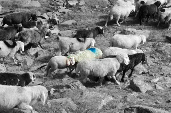 Migración de ovejas — Foto de Stock