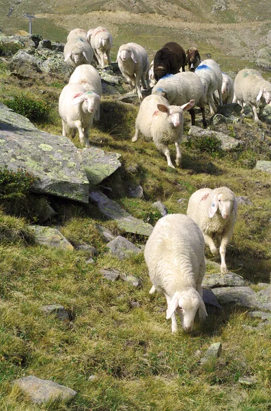 Миграция овец — стоковое фото