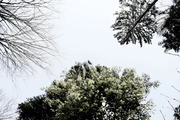 松林 — 图库照片