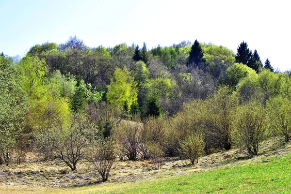 Lesy na jaře — Stock fotografie